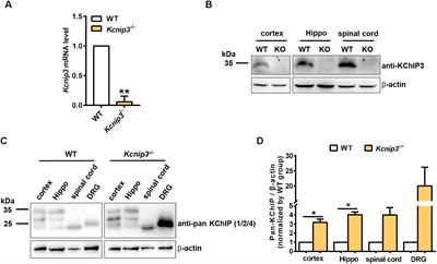 Global Gene Knockout of Kcnip3 Enhances Pain Sensitivity and Exacerbates Negative Emotions in Rats